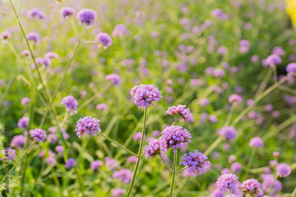 pastel purple verbena bonariensis flower blooming field in garden with blurry background and soft sunlight. flowers blooming on softness style in spring summer under sunrise pastel purple verbena bonariensis flower blooming field in garden with blurry background and soft sunlight. flowers blooming on softness style in spring summer under sunrise