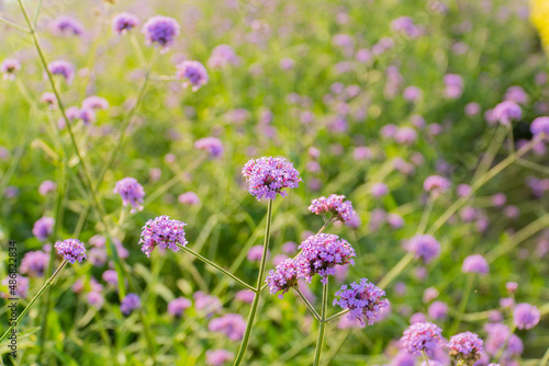 pastel purple verbena bonariensis flower blooming field in garden with blurry background and soft sunlight. flowers blooming on softness style in spring summer under sunrise © pornpun