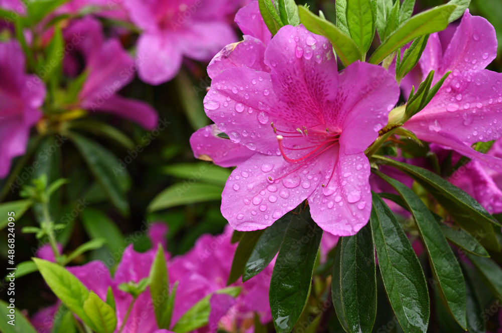 The park is covered with watery rose-colored azaleas The park is covered with watery rose-colored azaleas