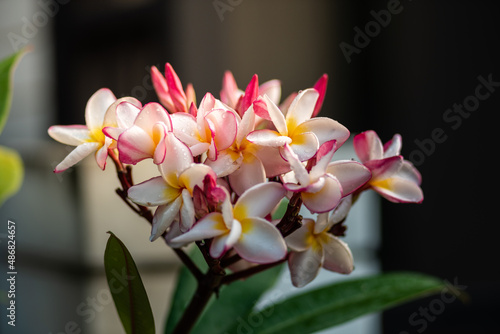 frangipani, grass field, leaves