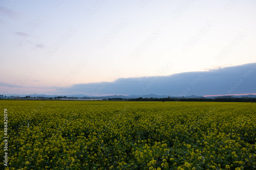 sunset over the field