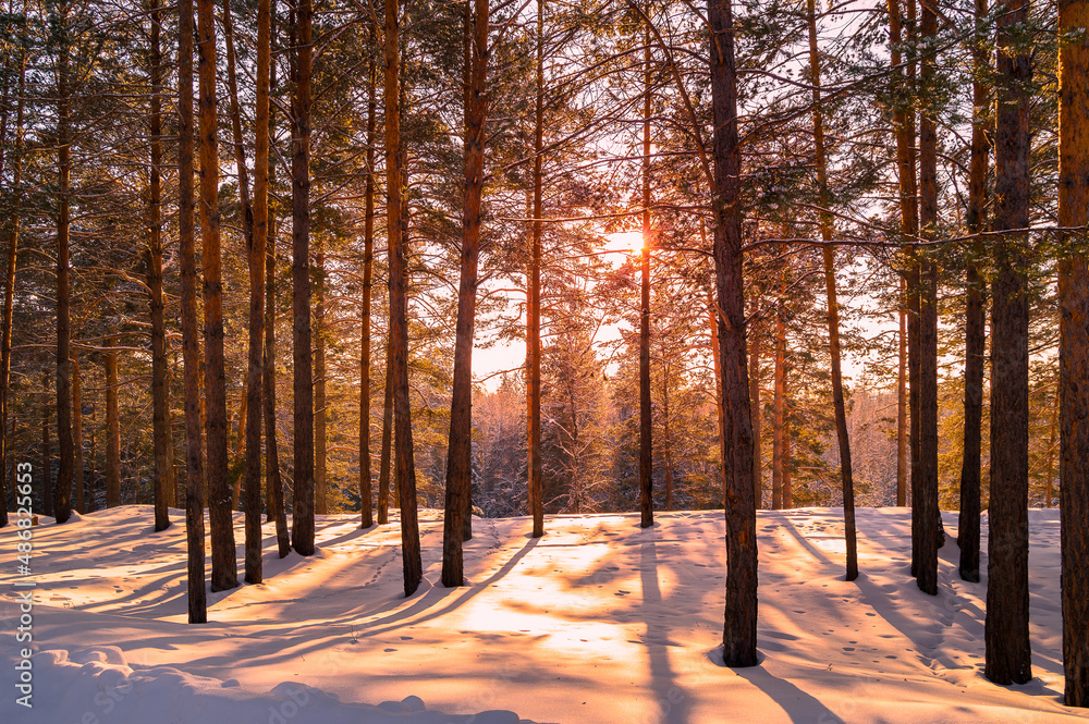 sun rays in the forest sun rays in the forest