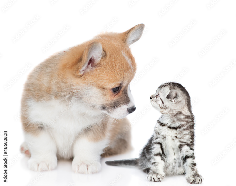 Friendly Pembroke welsh corgi puppy and tiny kitten look at each other. Isolated on white background Friendly Pembroke welsh corgi puppy and tiny kitten look at each other. Isolated on white background