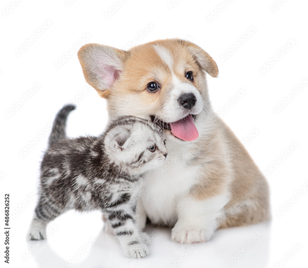 Friendly Pembroke welsh corgi puppy and tender tiny kitten stand together. isolated on white background