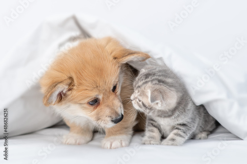 Friendly Pembroke welsh corgi puppy and baby kitten sniff each other under a warm blanket on a bed at home
