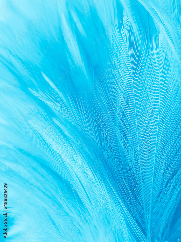 Beautiful abstract blue feathers on white background, white