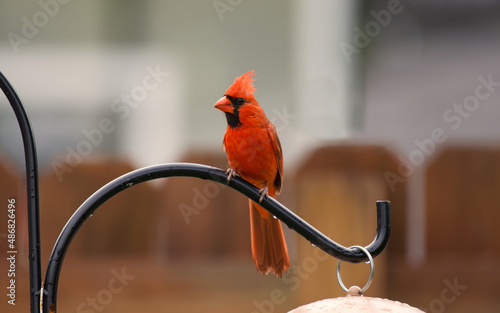 Fotografija A closeup of a Northern cardinal bird perched on a feeder covered in raindrops o