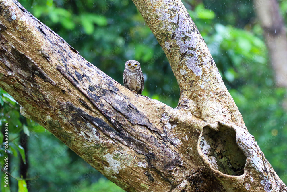 Little owl perching on a branch  in rain forest. Prachuap Khiri Khan province, Thailand