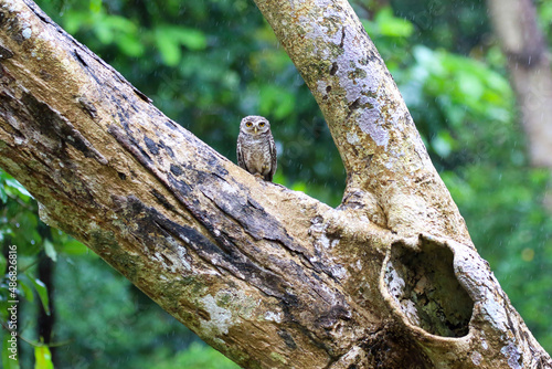 Little owl perching on a branch in rain forest. Prachuap Khiri Khan province, Thailand