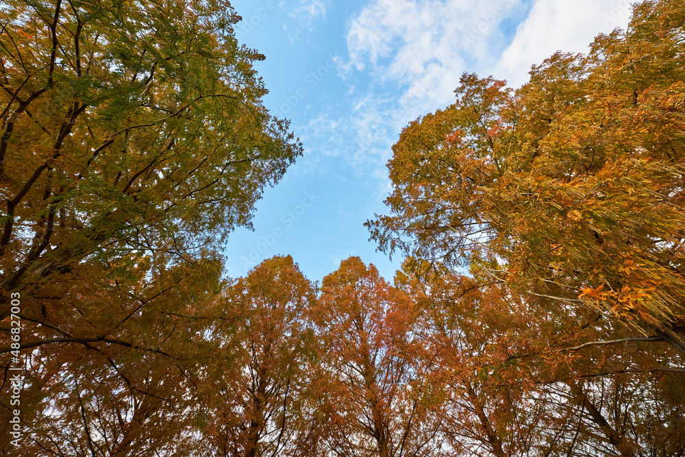 Fototapeta premium 滋賀県メタセコイア並木道