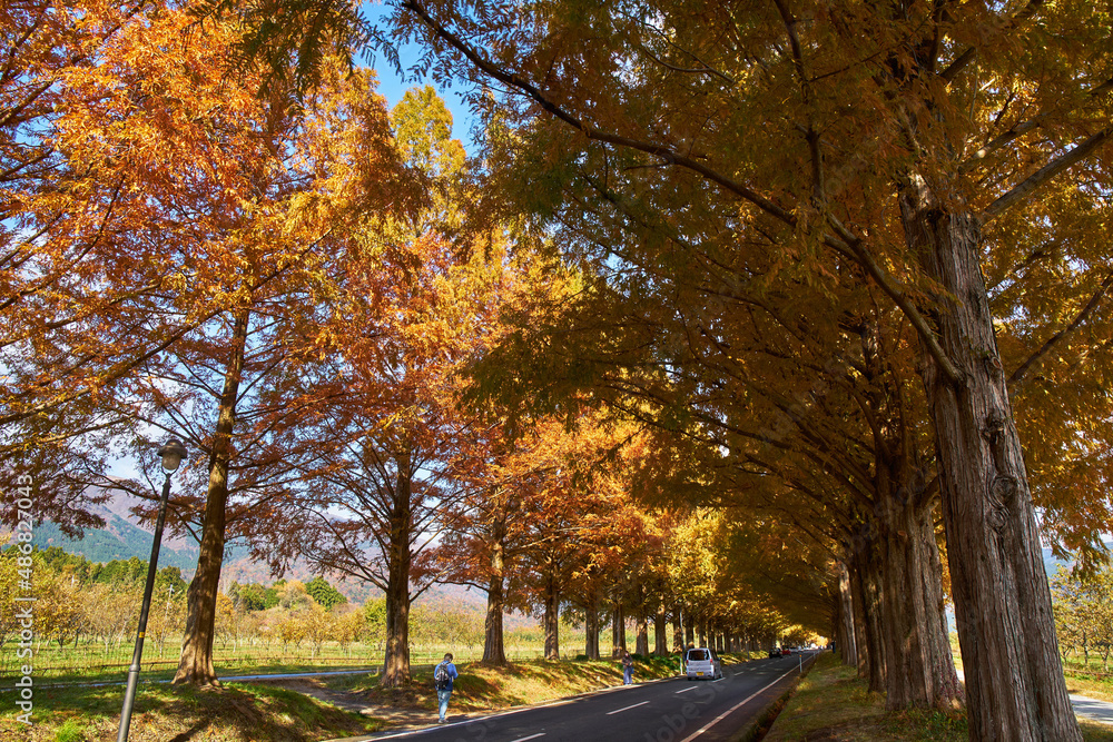 Naklejka premium 滋賀県メタセコイア並木道