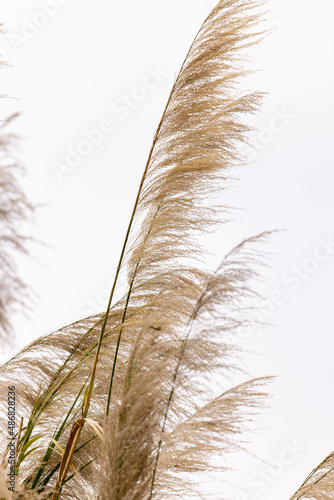 reed in the wind