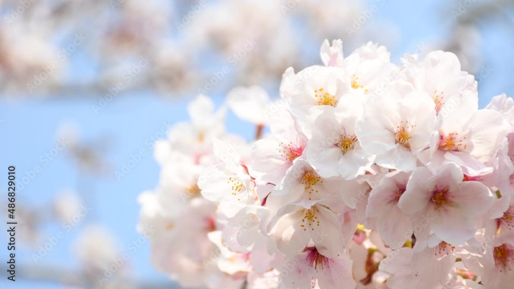 桜の花 桜の花