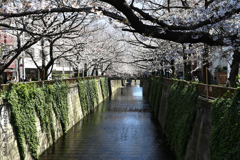 東京の目黒川の桜の花が咲く春の風景