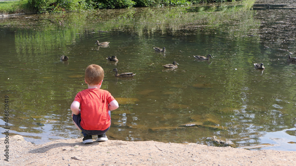 Red headed boy feeding ducks in a pond in UK Red headed boy feeding ducks in a pond in UK