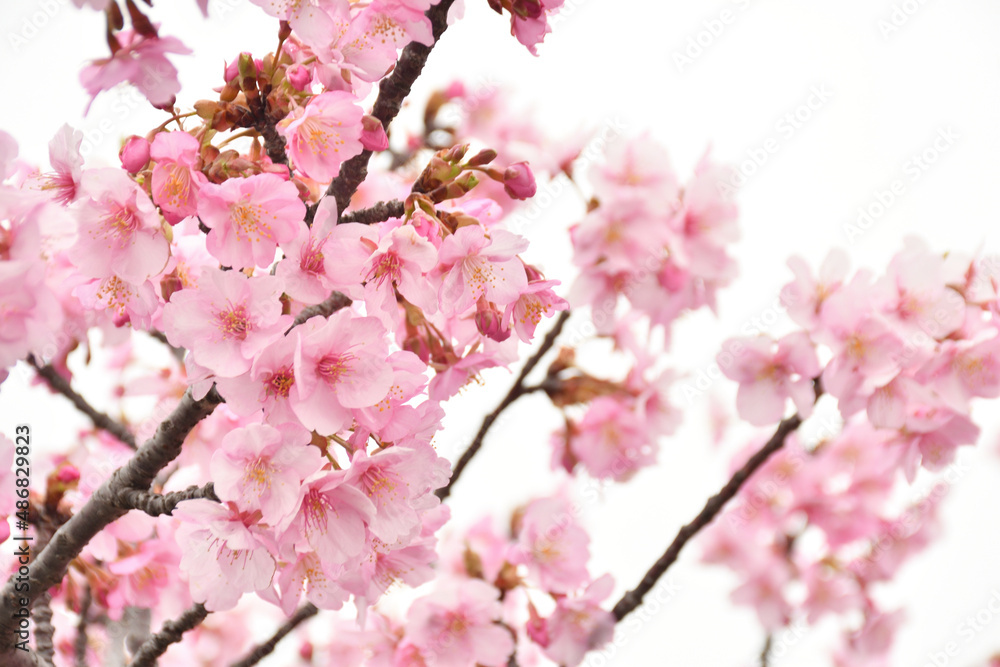 桜の花　白バック
