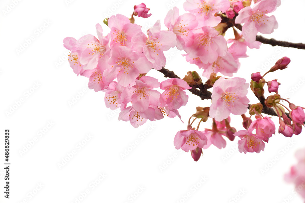Naklejka premium 桜の花 白バック