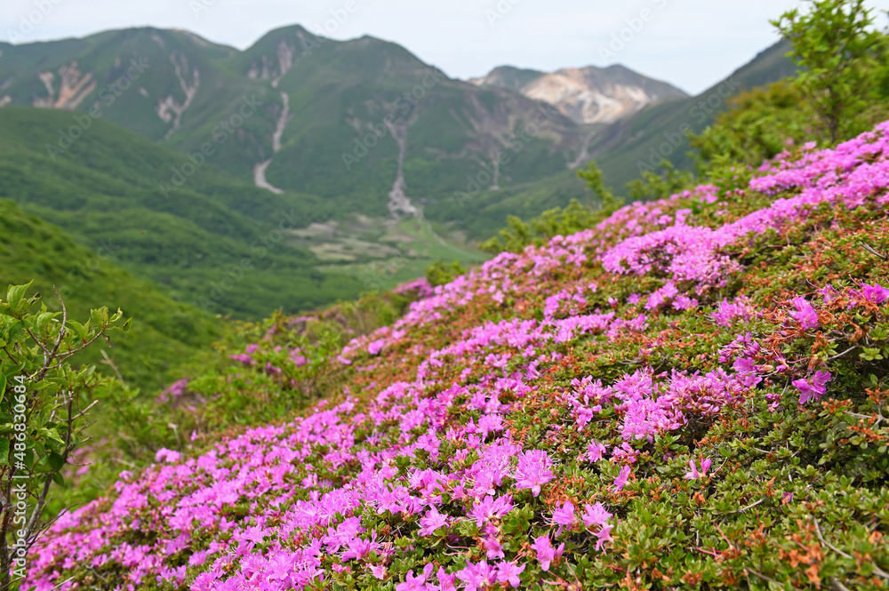 平治岳南峰直下から望むミヤマキリシマと中岳・星生山