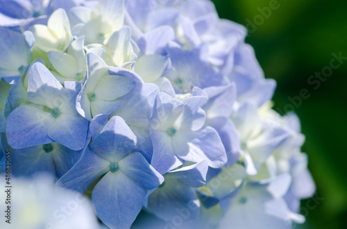薄い青色した紫陽花のクローズアップ © 一弘 椚原