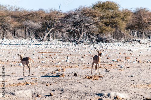 A herd of Impalas - Aepyceros melampus- nervously grazing on the plains of Etosha National Park, Namibia.