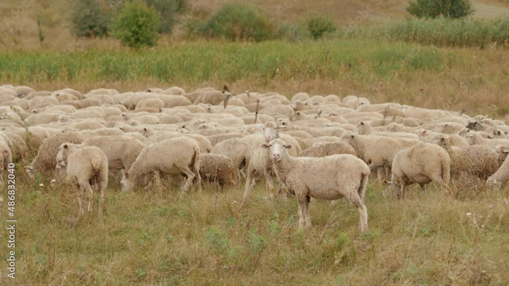 Herd of sheep grazing in the meadow, farming and raising livestock Herd of sheep grazing in the meadow, farming and raising livestock