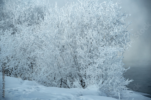Frozen tree branches covered with white snow. Beautiful winter wonders of nature. Winter background © Artem