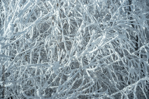 Frozen tree branches covered with white snow. Beautiful winter wonders of nature. Winter background