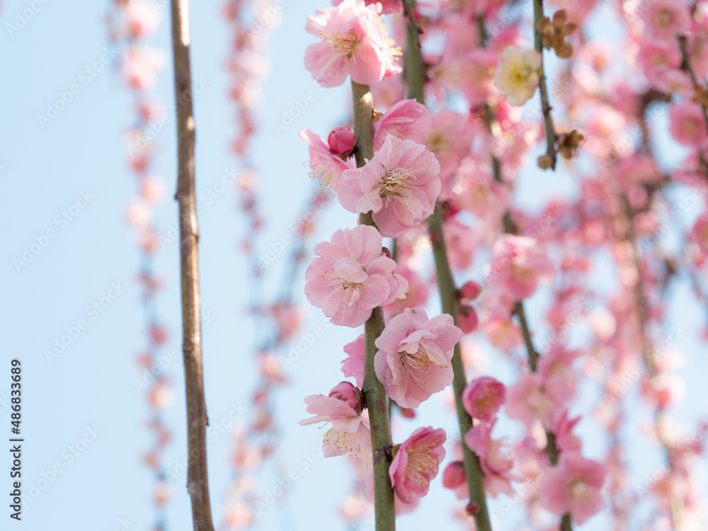 美しいピンクの枝垂れ梅の花が綺麗に咲いている Stock Photo Adobe Stock 美しいピンクの枝垂れ梅の花が綺麗に咲いている Stock Photo Adobe Stock