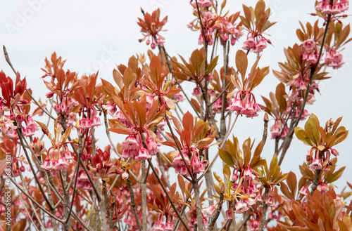 Enkianthus quinqueflorus Lour - a kind of Chinese New Year Flower in bell shape. photo