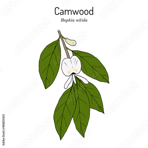 Camwood Baphia nitida , medicinal plant photo