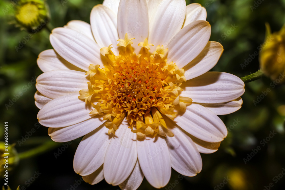 A Cape Marguerite daisy bloom ; overhead view ; close up.
A Cape Marguerite daisy bloom ; overhead view ; close up.