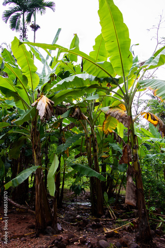 Banana plant in farm