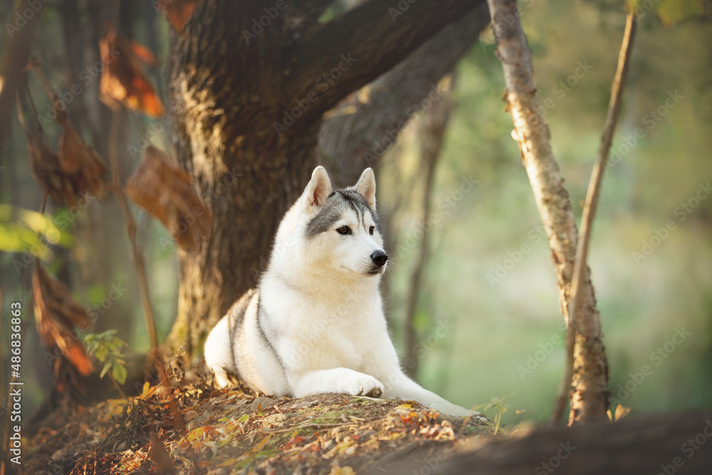 Siberian Husky dog lying oin the bright autumn forest Siberian Husky dog lying oin the bright autumn forest