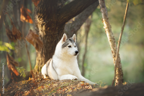 Siberian Husky dog lying oin the bright autumn forest