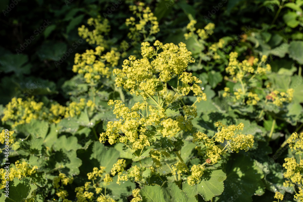 the green blossoms of a lady´s mantle the green blossoms of a lady´s mantle