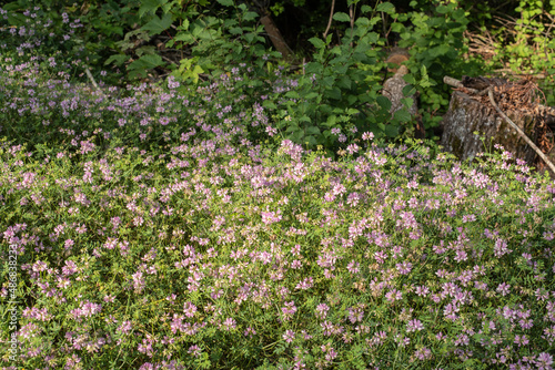 Wallpaper Mural persian clovers in sunlight with pink blossoms Torontodigital.ca