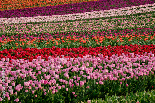 Tulpenfeld im Fr  hling in Deutschland bei Grevenbroich