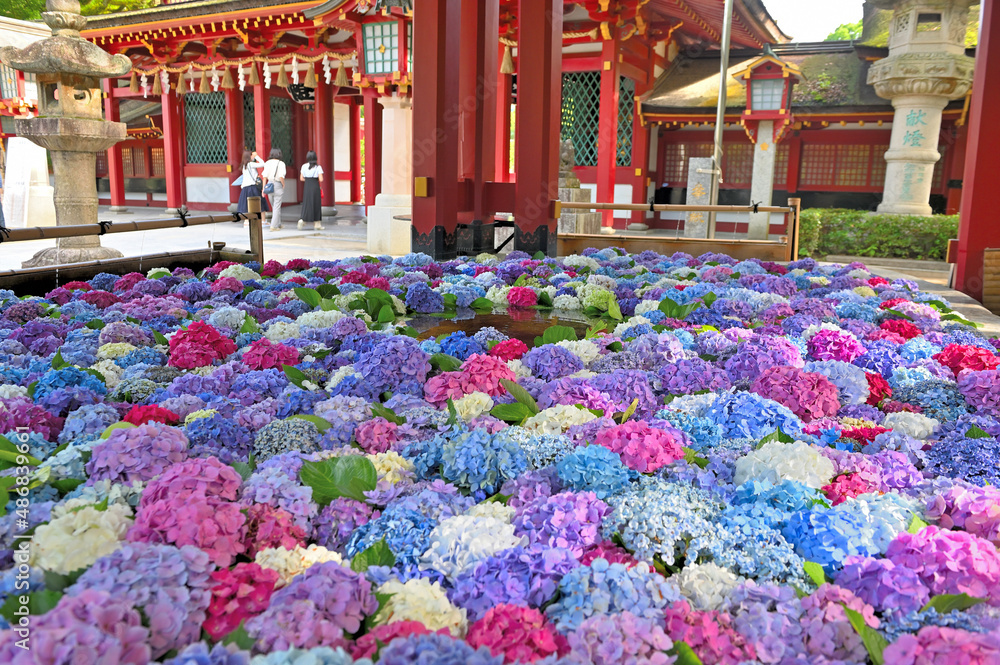 太宰府天満宮の花手水紫陽花 Stock Photo Adobe Stock