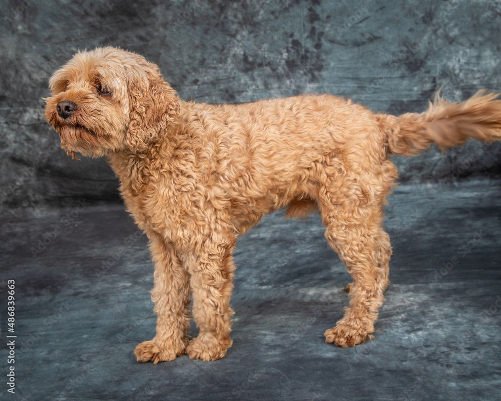 Goldendoodle sits on floor with grey background Goldendoodle sits on floor with grey background