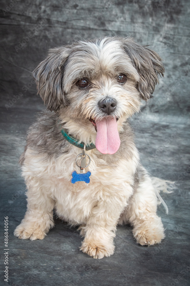 Norfolk Terrier sits on floor with grey background Norfolk Terrier sits on floor with grey background