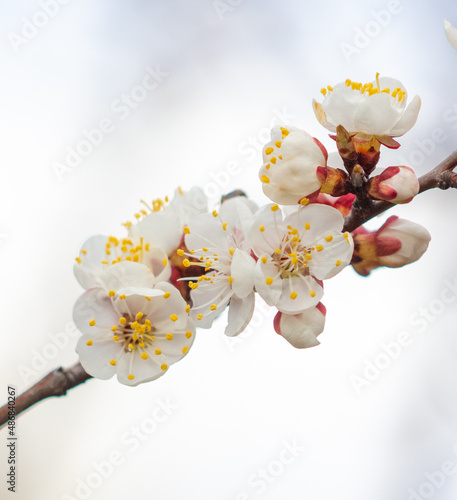 Flowers on the apricot tree.