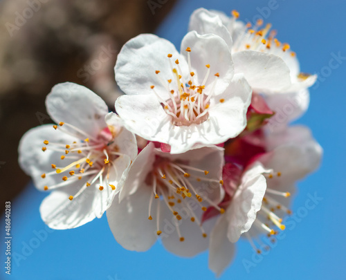 Flowers on the apricot tree against the background of the blue sky.