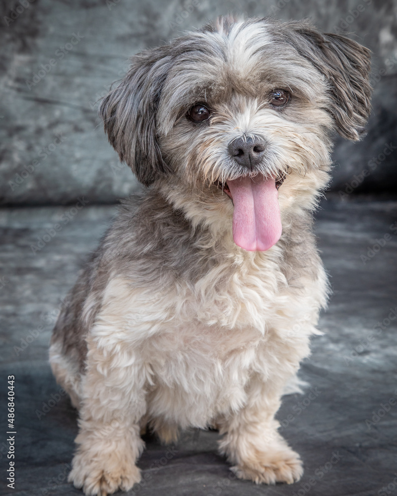 Norfolk Terrier sits on floor with grey background Norfolk Terrier sits on floor with grey background