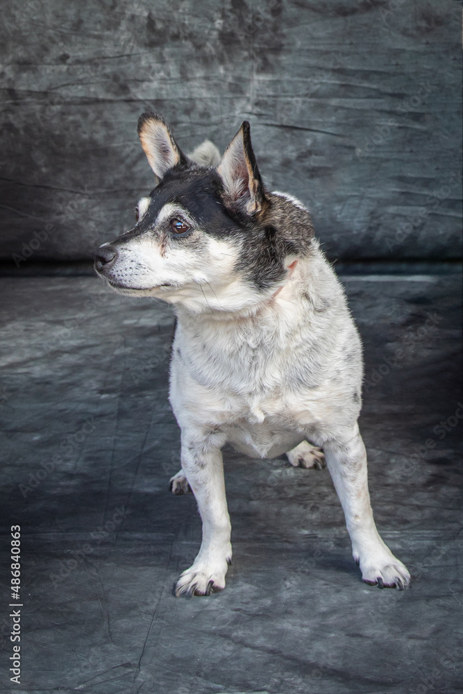 Terrier posing for a portrait shot.