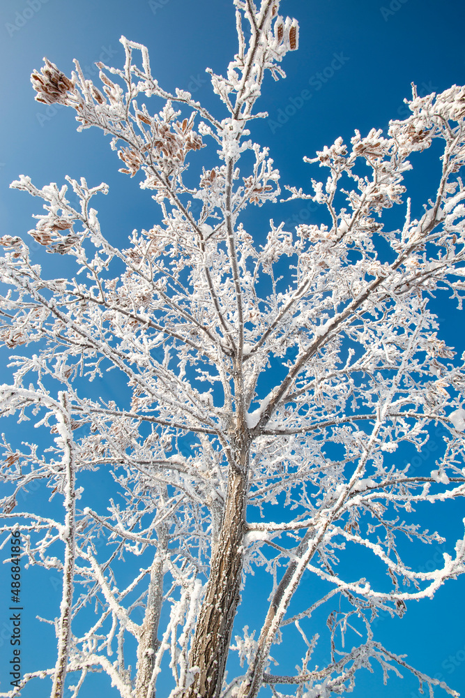 Frozen tree on winter field and blue sky Frozen tree on winter field and blue sky