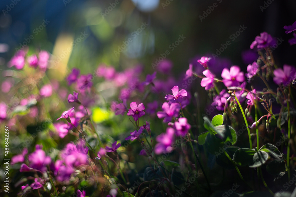 Obraz premium Violets