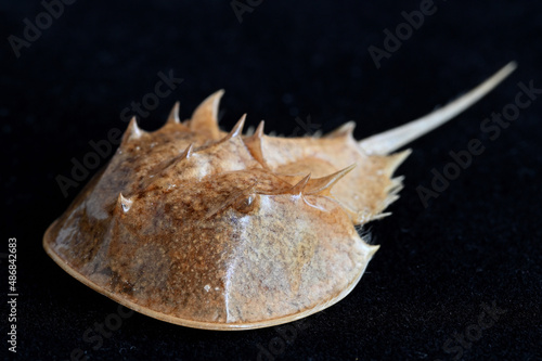 カブトガニの標本 photo