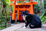 cat and shrine gate