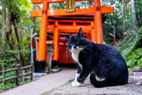 cat and shrine gate