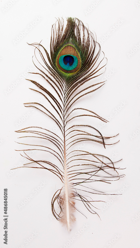 Fototapeta premium Colorful peacock feather isolated on white background
